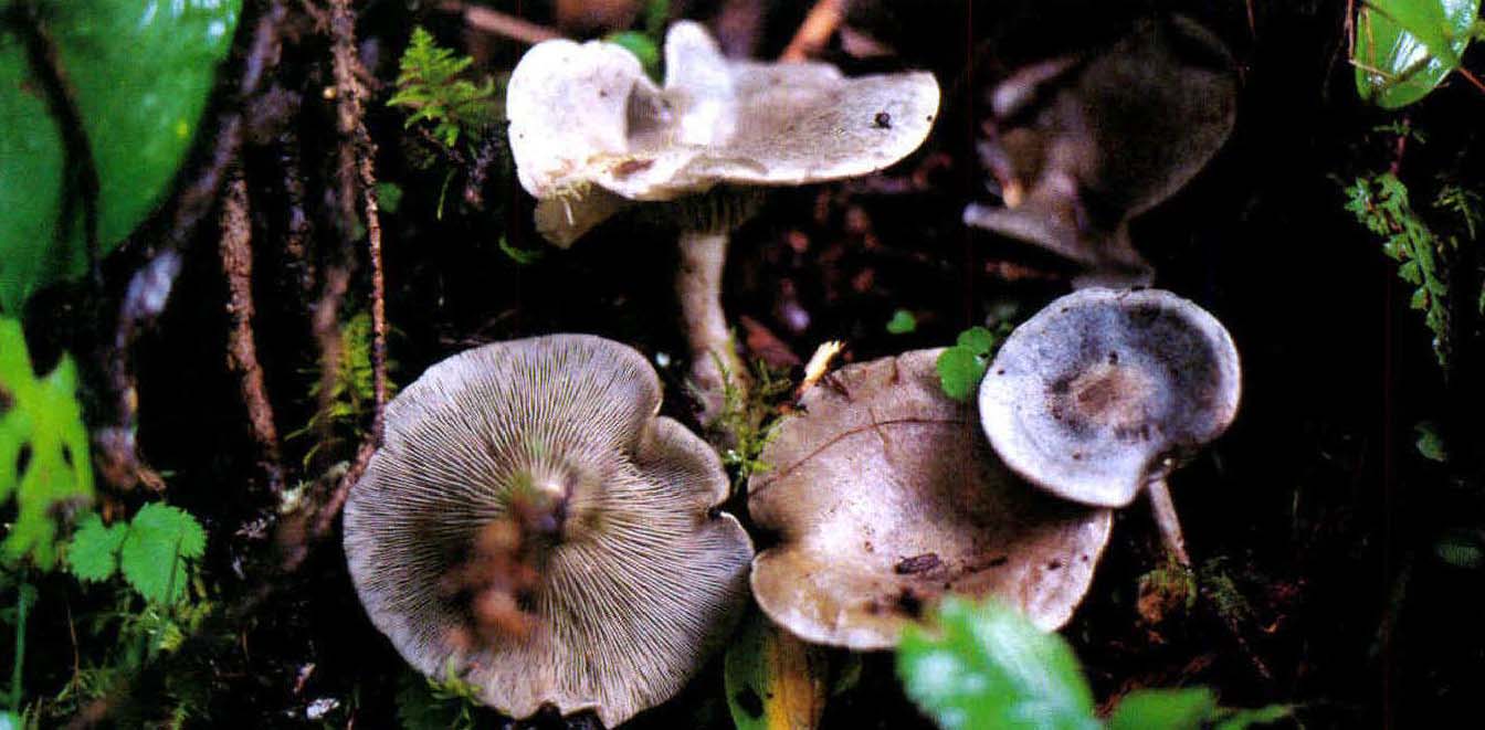 Clitocybe ditopus (Fr.)Gill.